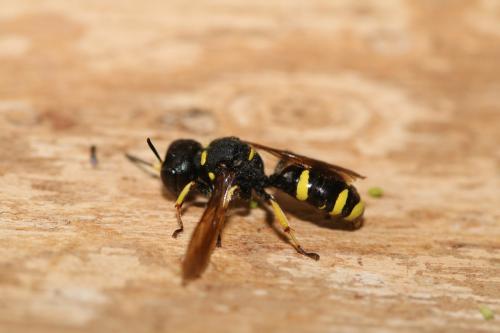 Réf. 306 208 : Ectemnius continuus punctatus